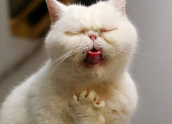 猫咪呕吐带血是什么原因