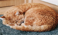 猫咪睡觉为什么成团