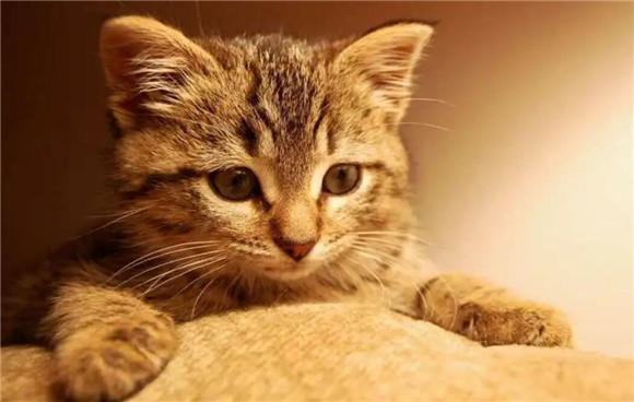 猫咪为什么不想起床睡觉的原因