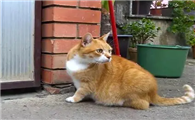 猫咪为什么蹲在门口会叫呢