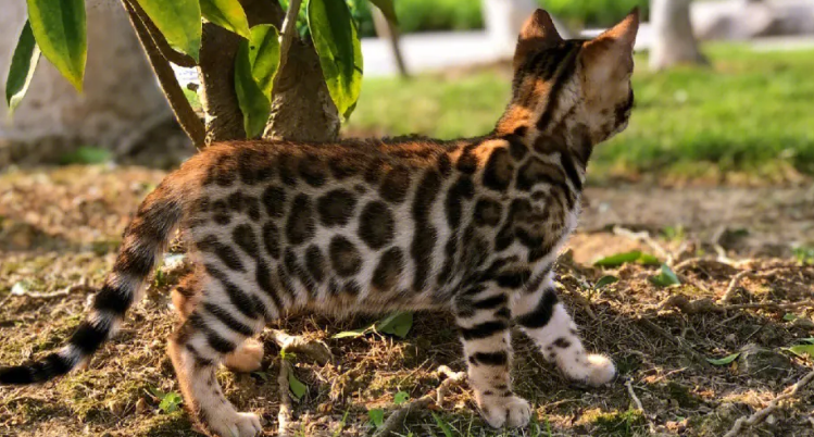 豹猫拉稀如何治疗？拉稀的原因是？
