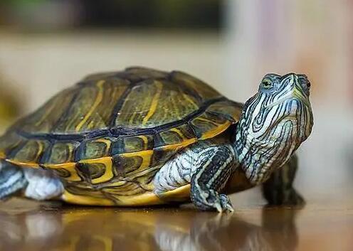 为什么养乌龟不吉利 为什么养乌龟不吉利
