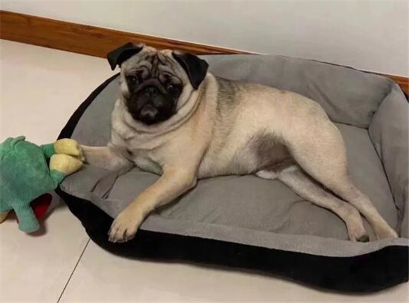 巴哥犬指甲怎么剪？本文教你
