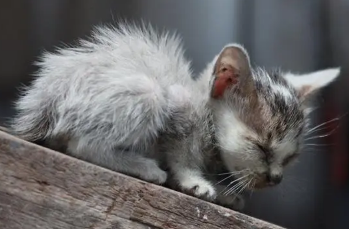 如何辨别走丢的家猫和流浪猫