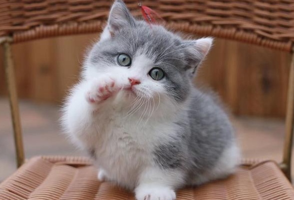 小猫咪不胖是什么原因