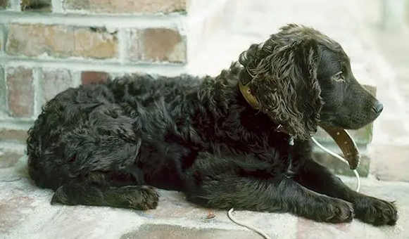 博伊金猎犬毛发怎么美容?快来看看吧 博伊金猎犬毛发怎么美容?快来看看吧