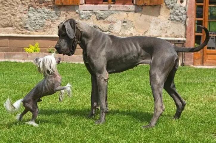 大丹犬吃什么好?此处有解答 大丹犬吃什么好?此处有解答