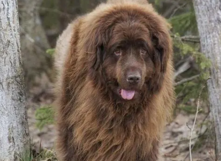 纽芬兰犬尿失禁怎么办？来看看吧
