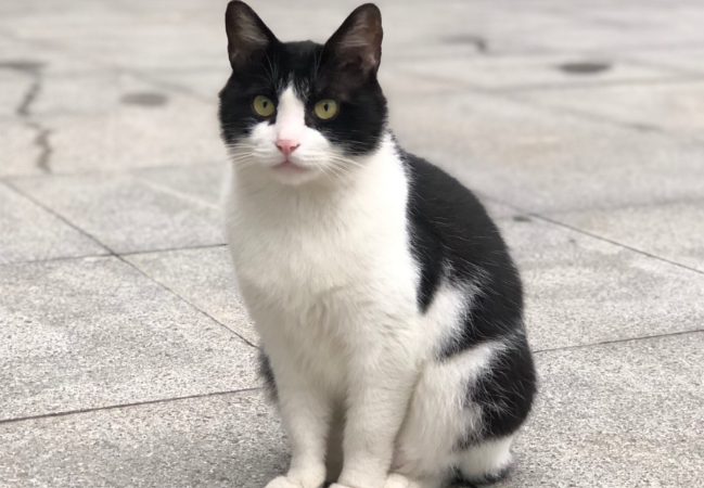 养黑白相间的猫好不好