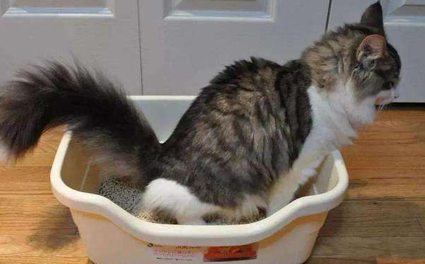 猫咪大便为什么要先扒拉一下 猫咪大便为什么要先扒拉一下