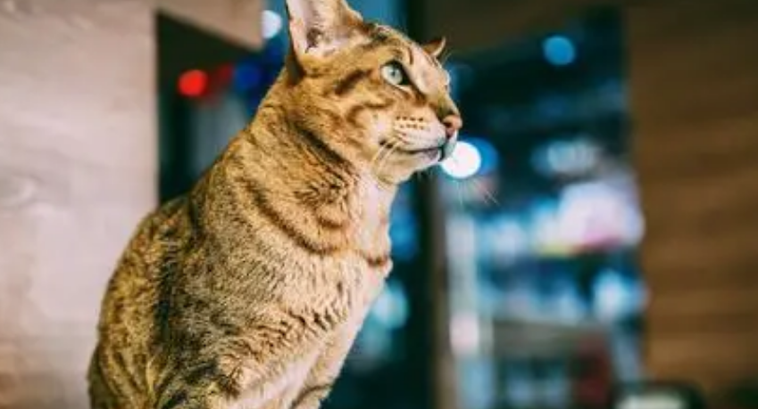 豹猫挑食怎么办?要找到原因 豹猫挑食怎么办?要找到原因