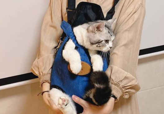猫包可以上高铁吗 猫包可以上高铁吗