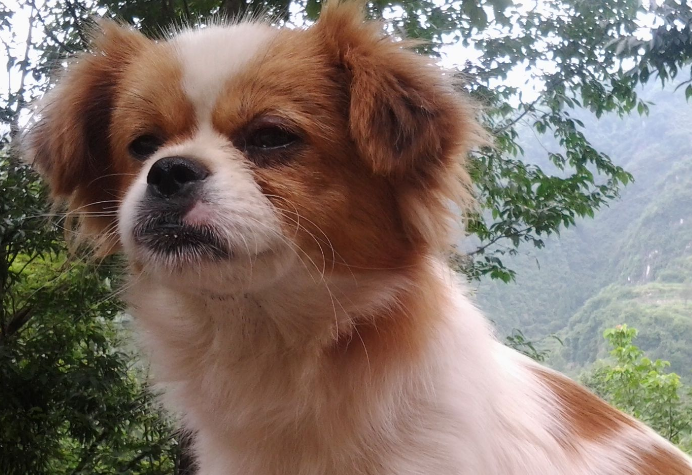 一文告诉你,蝴蝶犬能吃什么水果? 一文告诉你,蝴蝶犬能吃什么水果?