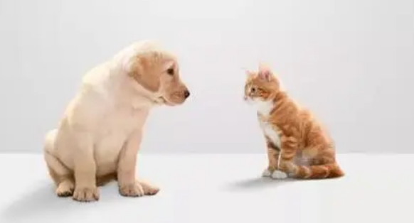 年轻人养猫还是养狗好