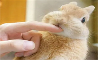怎么逗兔子开心