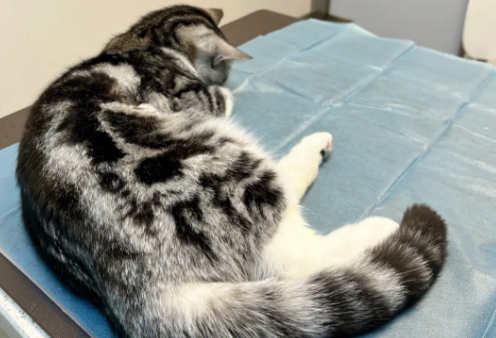 猫咪不让动后腿是为什么