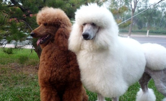 巨贵犬如何挑选？一起来看看吧