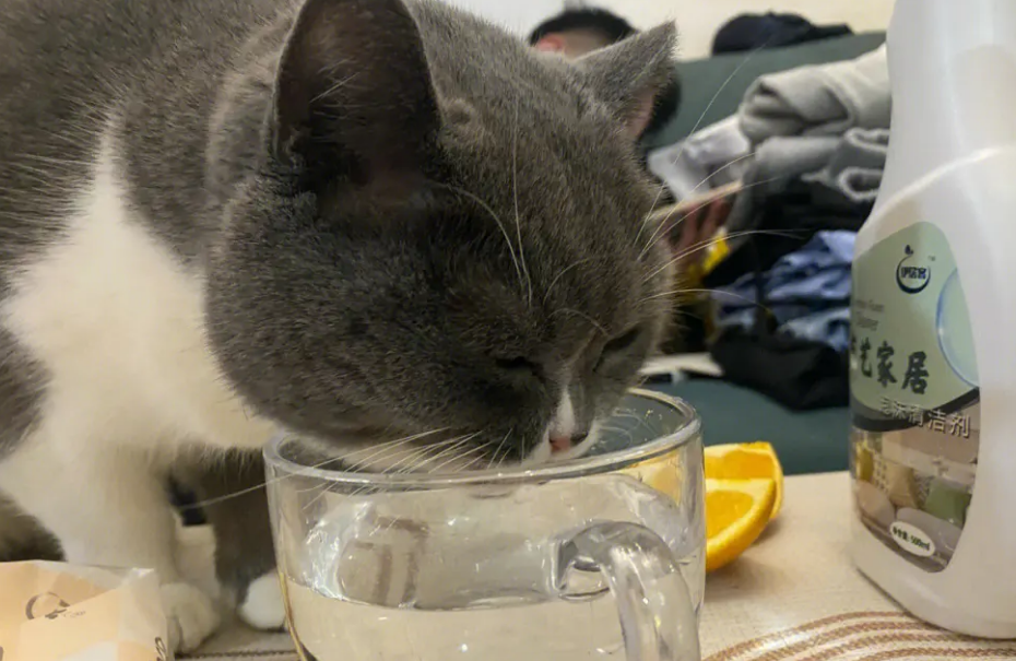 猫咪为什么抢水喝