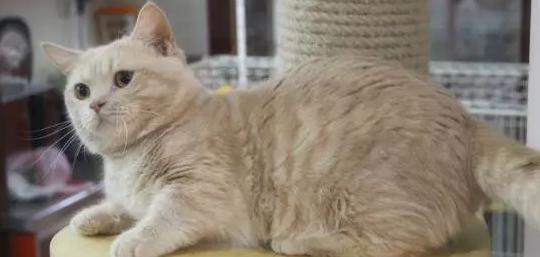 曼基康猫寿命一般多少年?请一定好好珍惜 曼基康猫寿命一般多少年?请一定好好珍惜