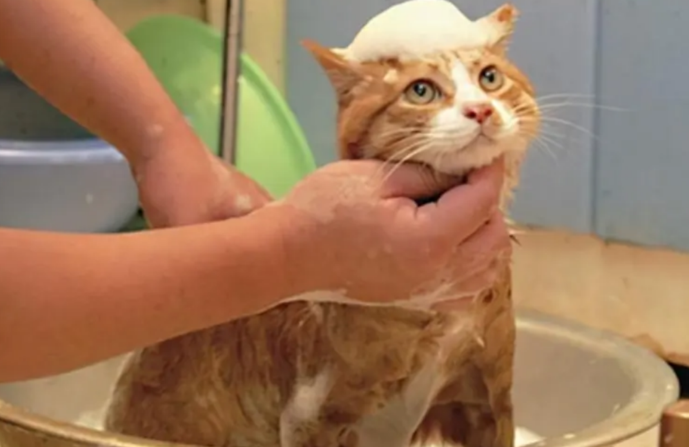 给猫洗澡多少钱