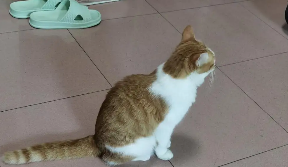 猫喜欢蹲着是什么原因引起的