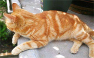 养土猫的人真讨厌