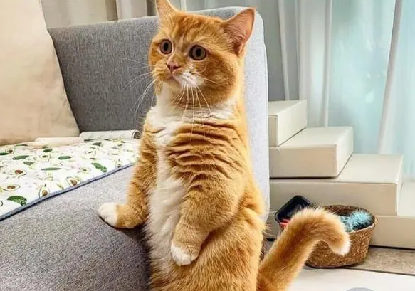 猫咪为什么突然站起来 猫咪为什么突然站起来