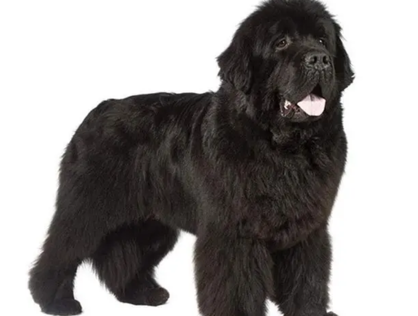 纽芬兰犬怎么美容？美容前后差别真的会很大吗？