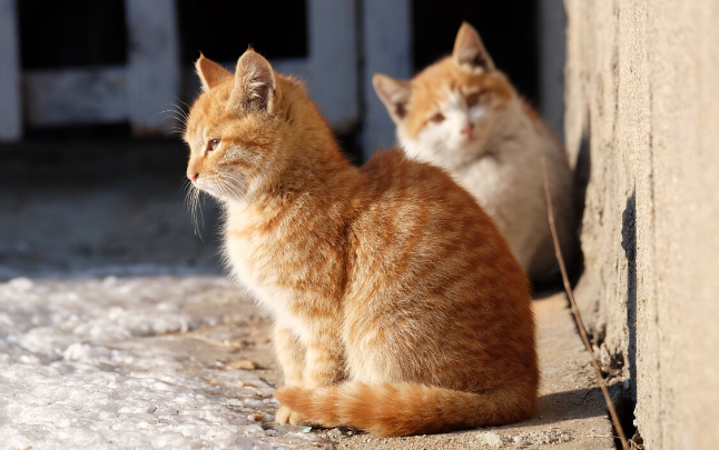 喂流浪猫因果报应