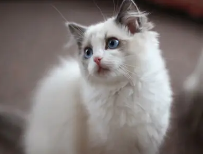 宠物猫寄养多少钱 宠物猫寄养多少钱