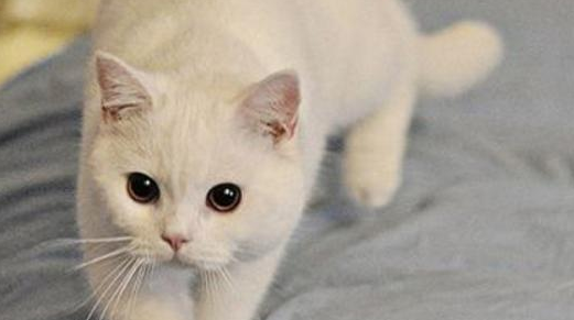 猫咪早上为什么老是叫呢