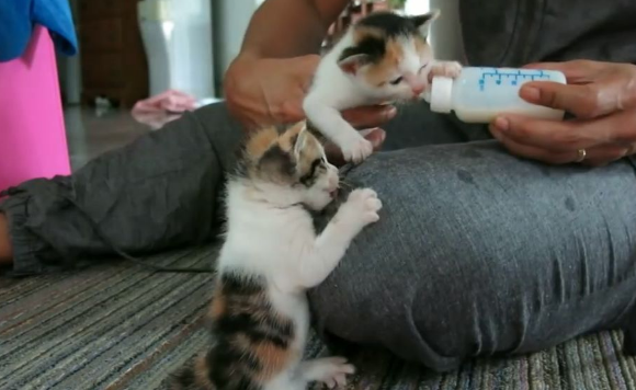 人工喂养小奶猫技巧有哪些？这些细节要注意！