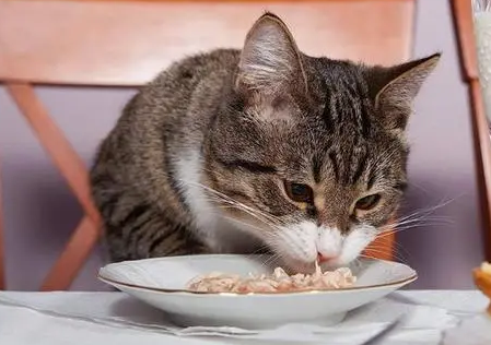 猫咪吃的突然少了为什么不吃了