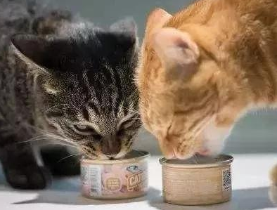猫猫一天配几次正常