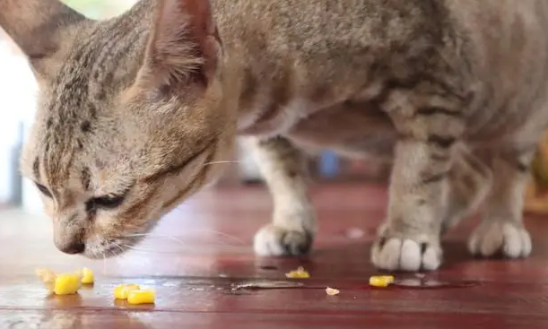 为什么碾碎药物给猫咪吃