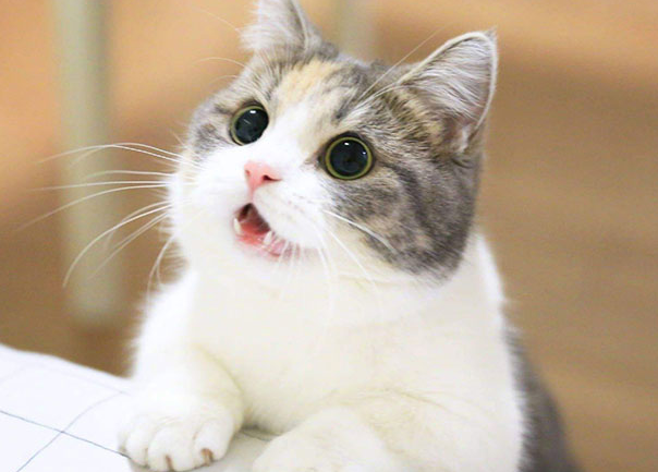 养猫倒霉的体现