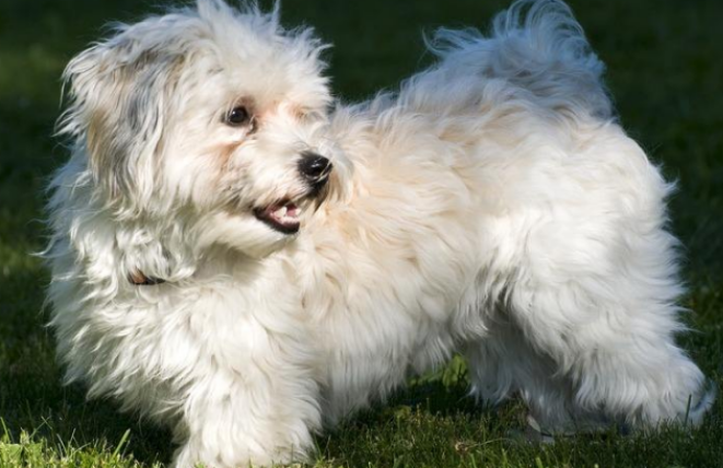 哈瓦那犬怎么驱虫?驱虫方法如下。 哈瓦那犬怎么驱虫?驱虫方法如下。