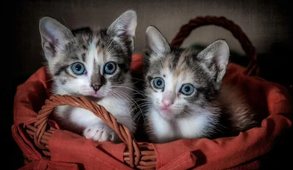 猫咪在线玩呢为什么