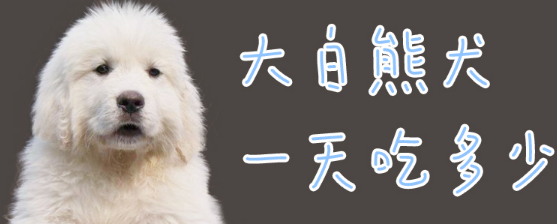 大白熊犬一天吃多少?正常喂养即可 大白熊犬一天吃多少?正常喂养即可