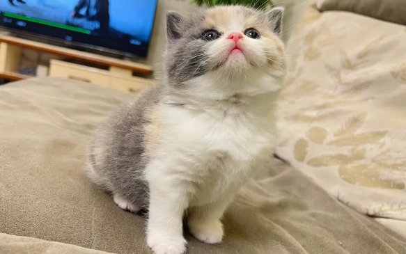 猫咪品种大全及图片 猫咪品种大全及图片