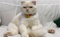 猫咪最近总喜欢趴着为什么