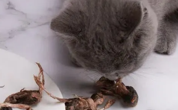 猫咪能吃带毛的鹌鹑吗 猫咪能吃带毛的鹌鹑吗