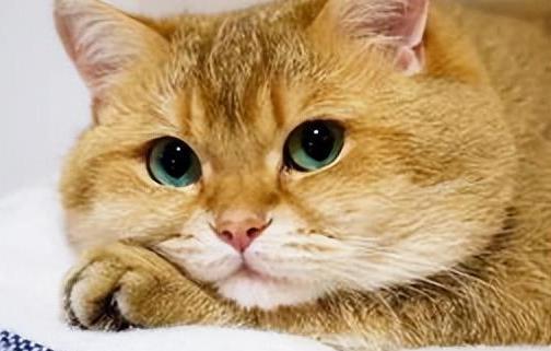 猫咪为什么越养眼睛越小 猫咪为什么越养眼睛越小