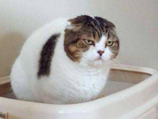 猫咪为什么老去门口拉尿 猫咪为什么老去门口拉尿