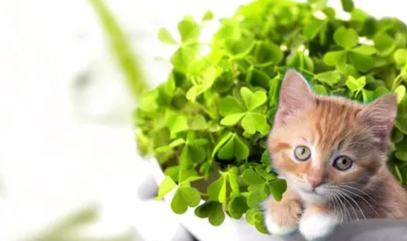 猫咪可以吃四叶草吗 猫咪可以吃四叶草吗
