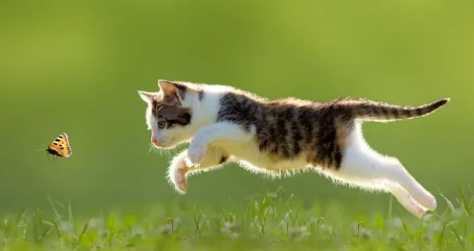 如何活得像一只猫 如何活得像一只猫