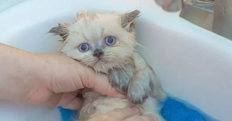 猫咪得病为什么会自己洗澡 猫咪得病为什么会自己洗澡