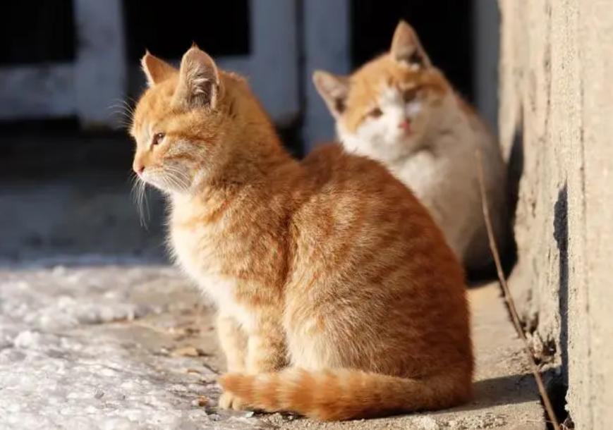 流浪猫冬天会不会冻死？冬季生存之考验