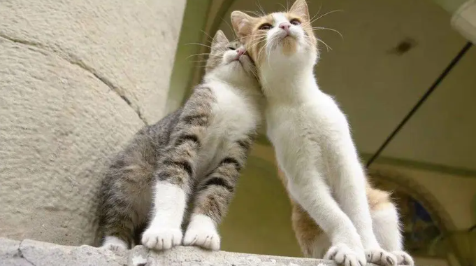 小猫咪抱走大猫咪为什么叫呢