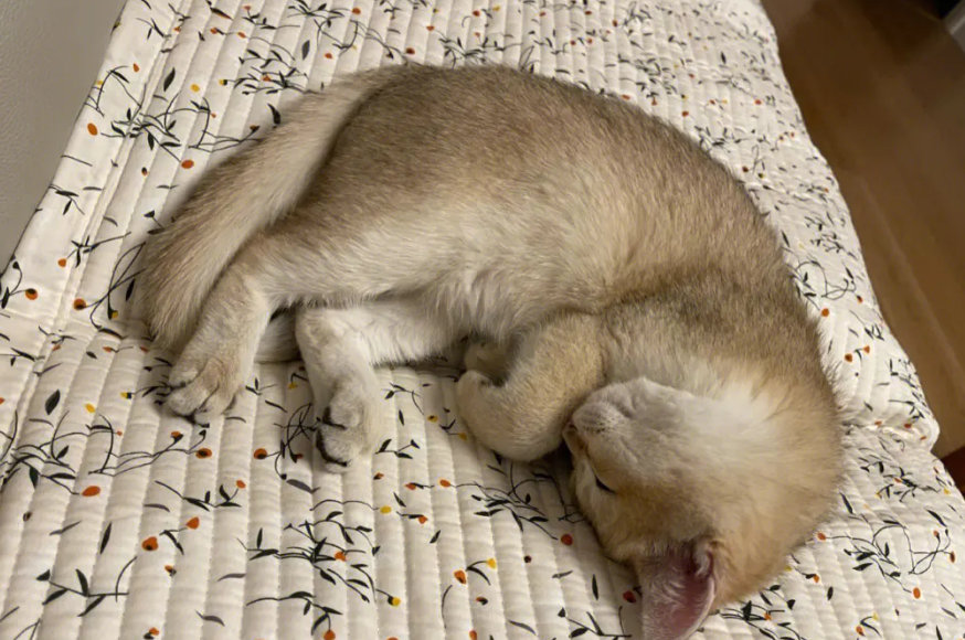猫猫睡觉为什么蜷成团